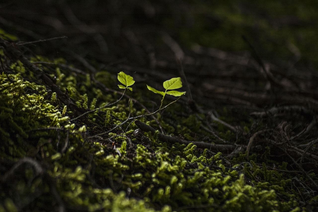 Forest, beautiful flowers, new — Earning Trends in Competitive Play